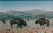 Buffaloes in Montana