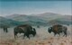Buffaloes in Montana
